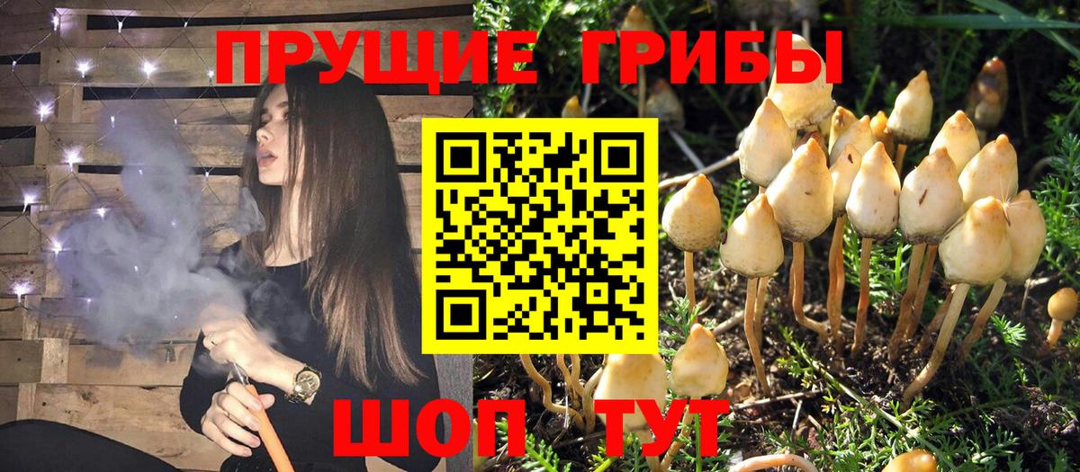 Псилоцибиновые грибы MAGIC MUSHROOMS  Вход с VPN  Одинцово  Псилоцибиновые грибы Cubensis 